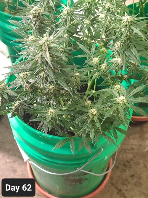 Lava Cake Automatic by Zamnesia. Week 8