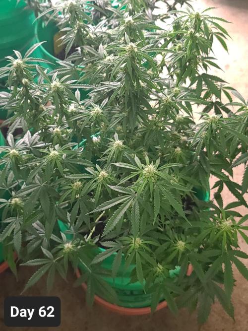 Lava Cake Automatic by Zamnesia. Week 8