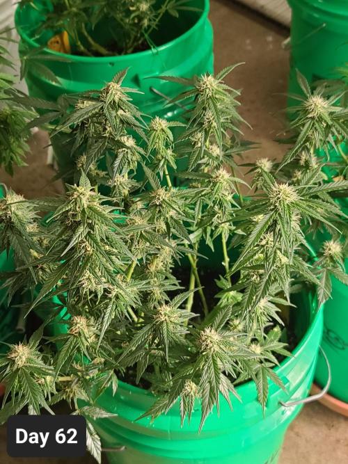 Lava Cake Automatic by Zamnesia. Week 8