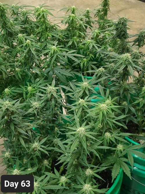 Lava Cake Automatic by Zamnesia. Week 9