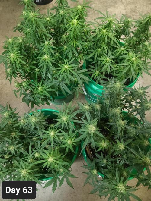 Lava Cake Automatic by Zamnesia. Week 9