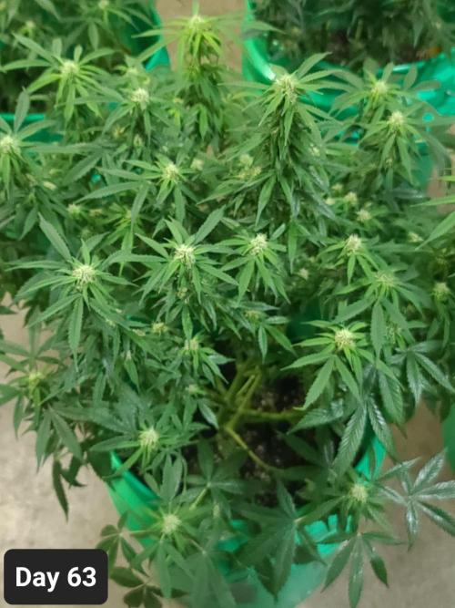 Lava Cake Automatic by Zamnesia. Week 9