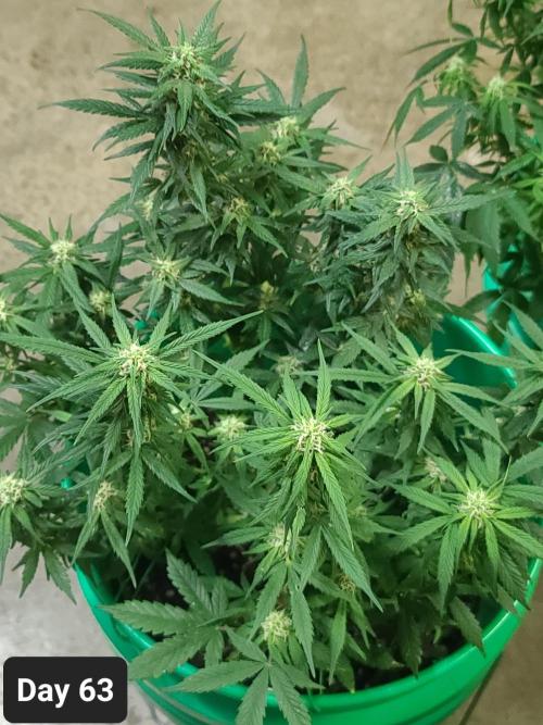 Lava Cake Automatic by Zamnesia. Week 9