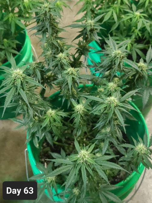 Lava Cake Automatic by Zamnesia. Week 9