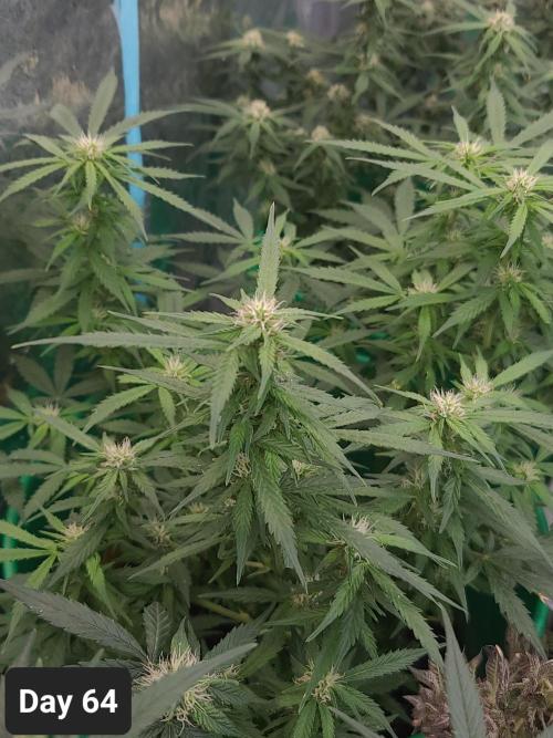Lava Cake Automatic by Zamnesia. Week 9