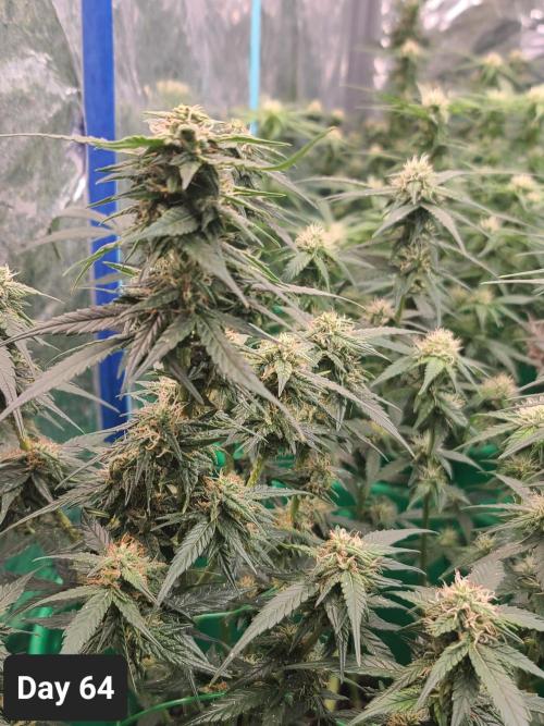 Lava Cake Automatic by Zamnesia. Week 9