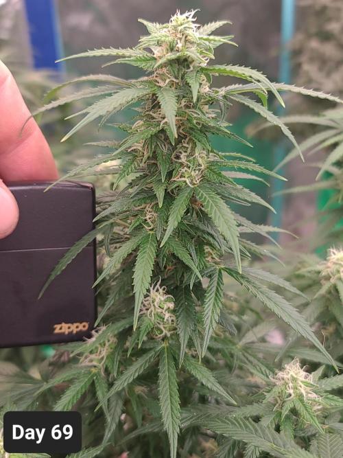 Lava Cake Automatic by Zamnesia. Week 9