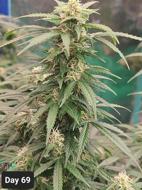 Lava Cake Automatic by Zamnesia. Week 9