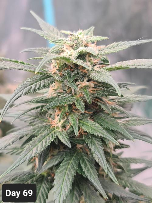 Lava Cake Automatic by Zamnesia. Week 9