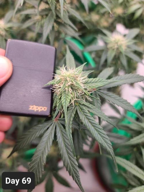 Lava Cake Automatic by Zamnesia. Week 9