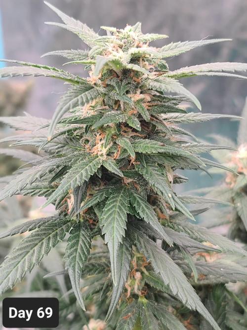 Lava Cake Automatic by Zamnesia. Week 9