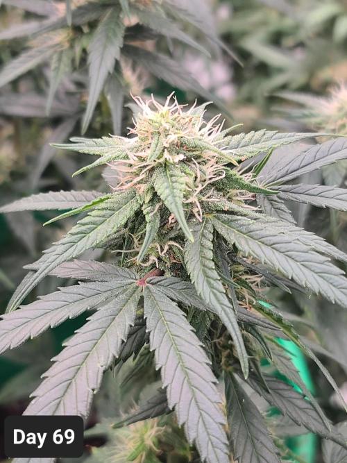 Lava Cake Automatic by Zamnesia. Week 9