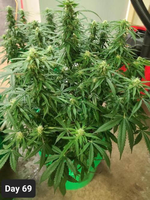 Lava Cake Automatic by Zamnesia. Week 9