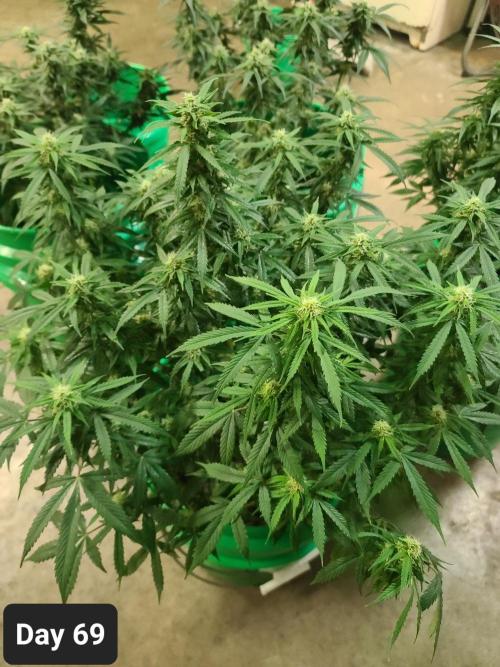 Lava Cake Automatic by Zamnesia. Week 9