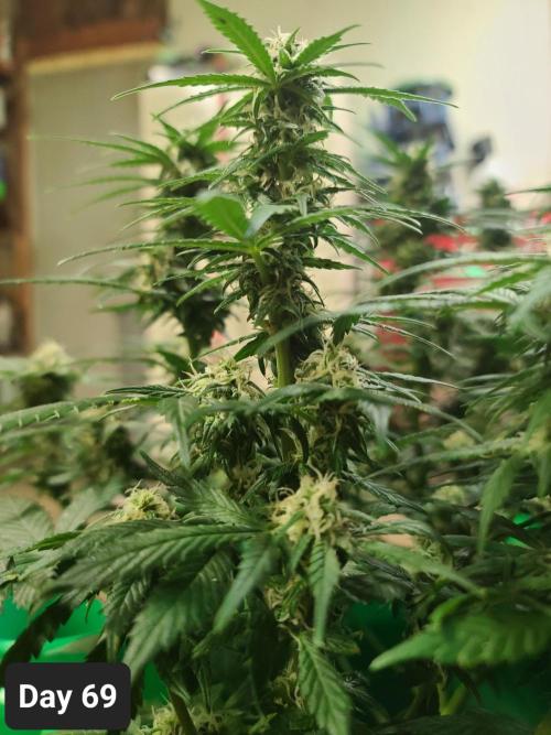 Lava Cake Automatic by Zamnesia. Week 9