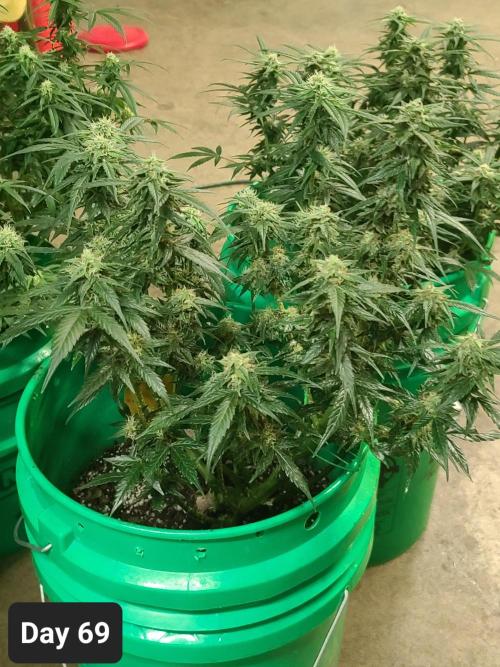 Lava Cake Automatic by Zamnesia. Week 9