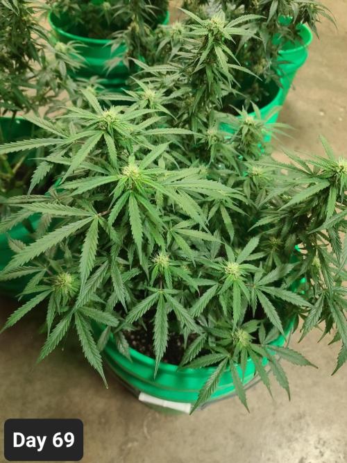 Lava Cake Automatic by Zamnesia. Week 9