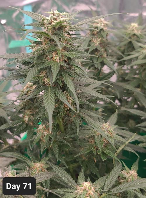 Lava Cake Automatic by Zamnesia. Week 10