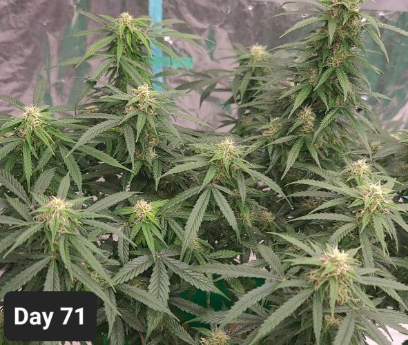 Lava Cake Automatic by Zamnesia. Week 10