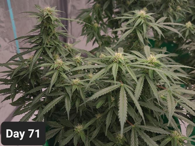 Lava Cake Automatic by Zamnesia. Week 10