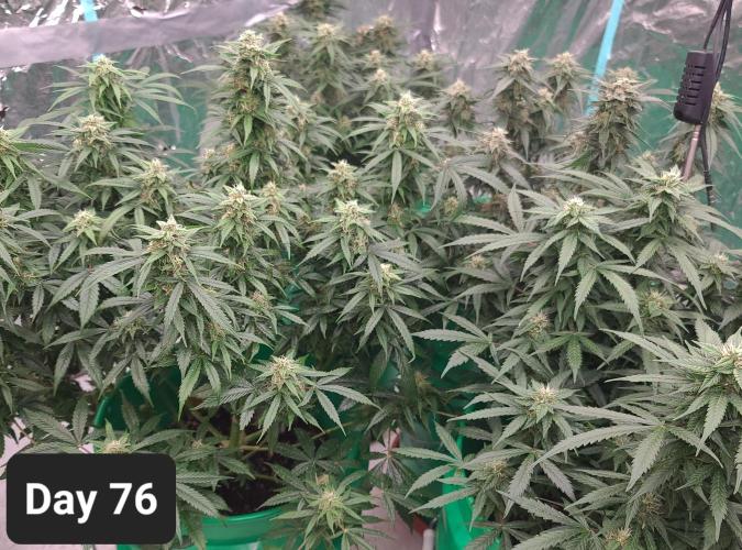 Lava Cake Automatic by Zamnesia. Week 10