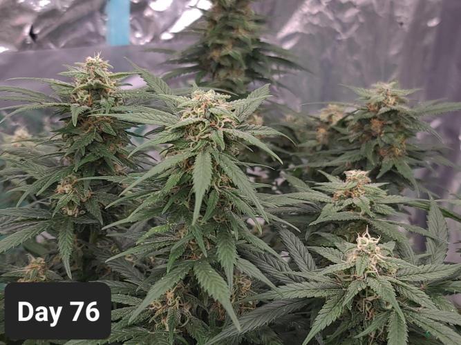 Lava Cake Automatic by Zamnesia. Week 10