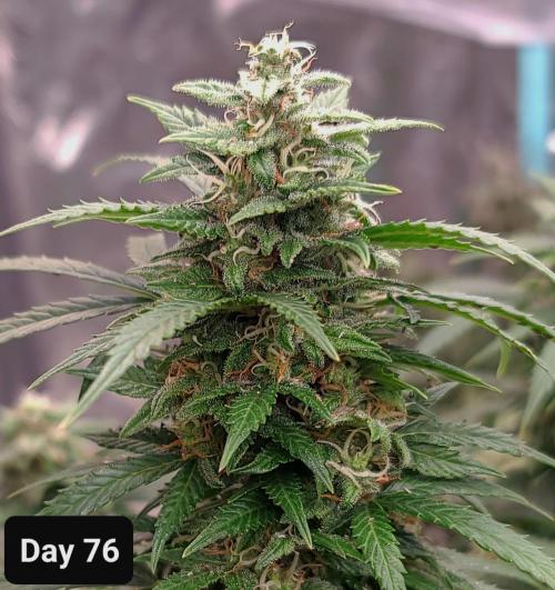 Lava Cake Automatic by Zamnesia. Week 10