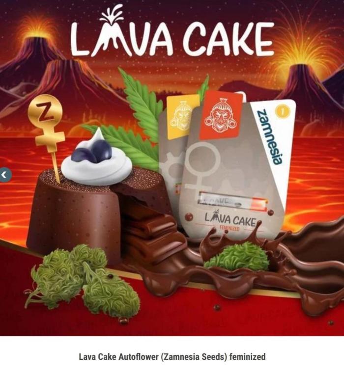 Lava Cake Automatic by Zamnesia. Week 11 - Reference https://www.zamnesia.com/us/authentication?SubmitCreate=1&ref=pt5v0a27