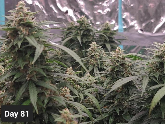 Lava Cake Automatic by Zamnesia. Week 11