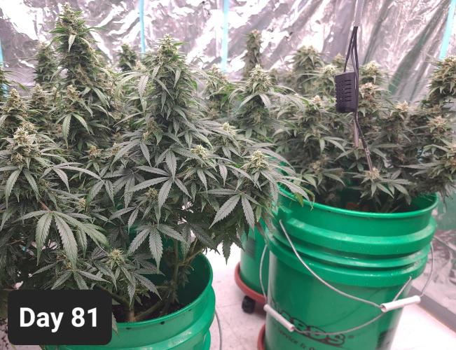 Lava Cake Automatic by Zamnesia. Week 11