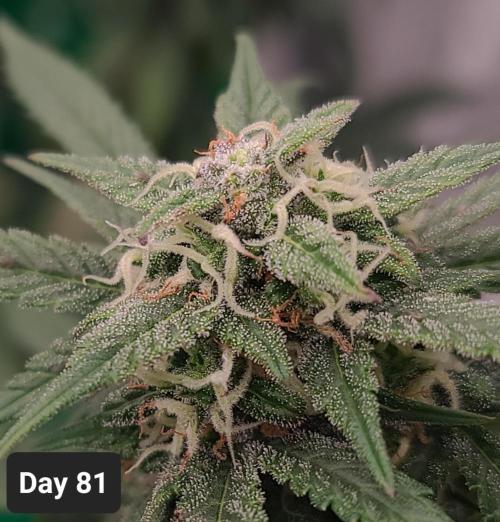 Lava Cake Automatic by Zamnesia. Week 11