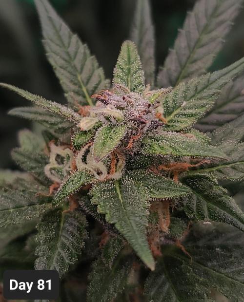 Lava Cake Automatic by Zamnesia. Week 11