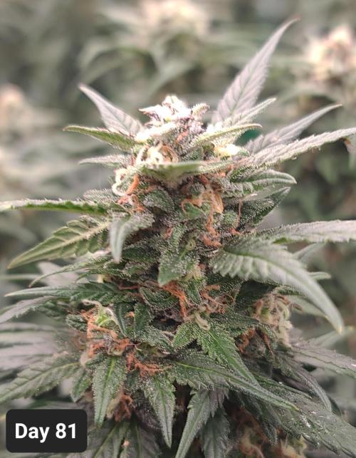 Lava Cake Automatic by Zamnesia. Week 11