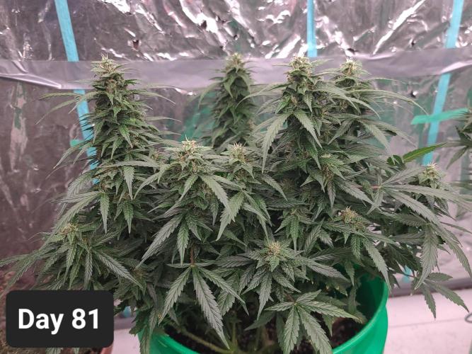 Lava Cake Automatic by Zamnesia. Week 11