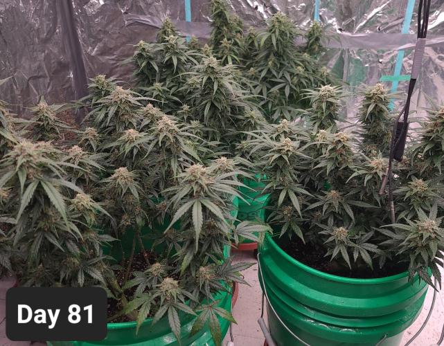 Lava Cake Automatic by Zamnesia. Week 11