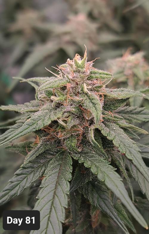 Lava Cake Automatic by Zamnesia. Week 11