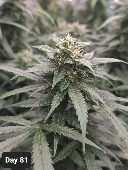 Lava Cake Automatic by Zamnesia. Week 11