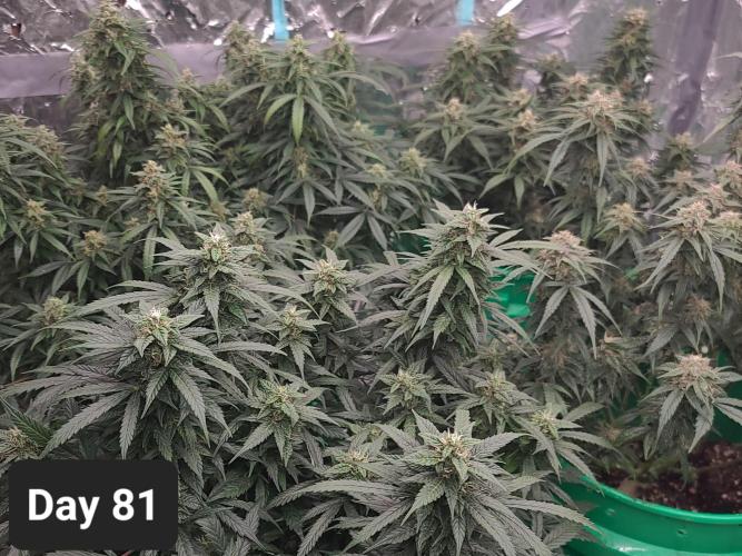 Lava Cake Automatic by Zamnesia. Week 11