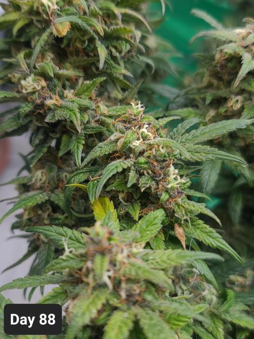 Lava Cake Automatic by Zamnesia. Week 12