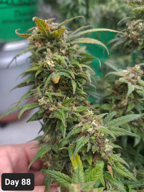 Lava Cake Automatic by Zamnesia. Week 12