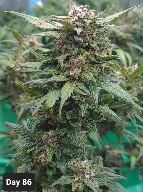 Lava Cake Automatic by Zamnesia. Week 12