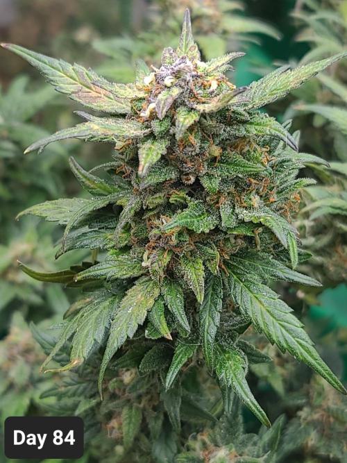 Lava Cake Automatic by Zamnesia. Week 12