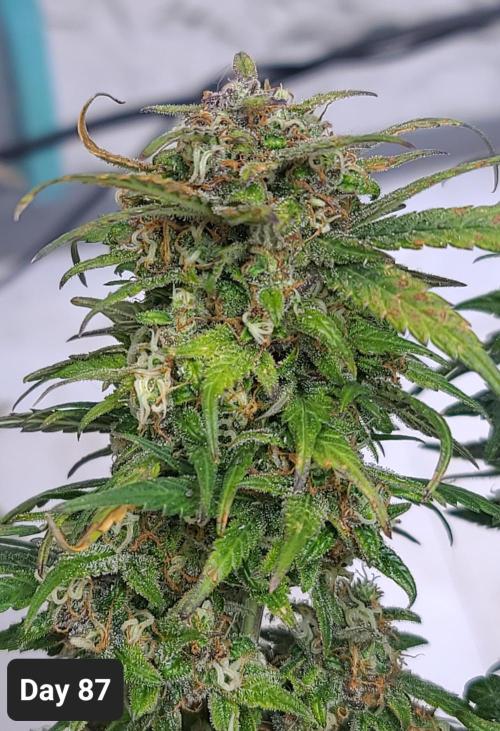 Lava Cake Automatic by Zamnesia. Week 12