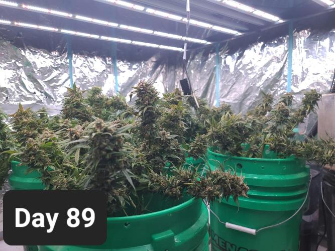 Lava Cake Automatic by Zamnesia. Week 12