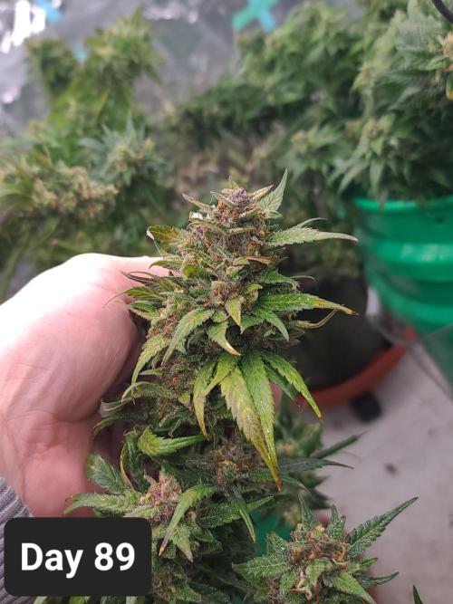 Lava Cake Automatic by Zamnesia. Week 12