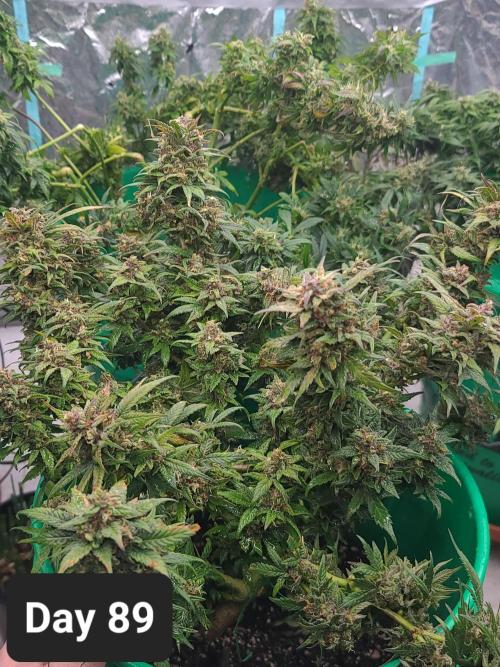 Lava Cake Automatic by Zamnesia. Week 12