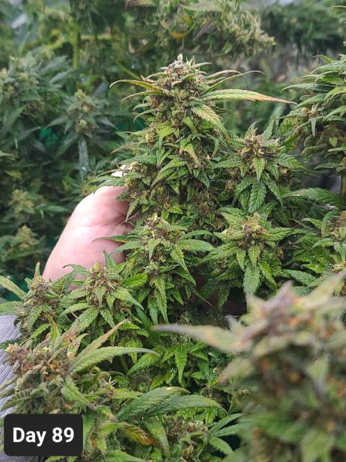 Lava Cake Automatic by Zamnesia. Week 12