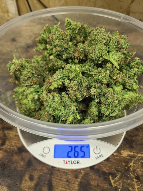 Lava Cake Automatic by Zamnesia. Week 13 - Plant B: Wet