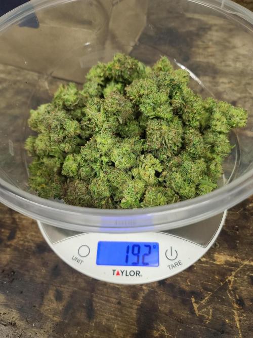 Lava Cake Automatic by Zamnesia. Week 13 - Plant A: Wet