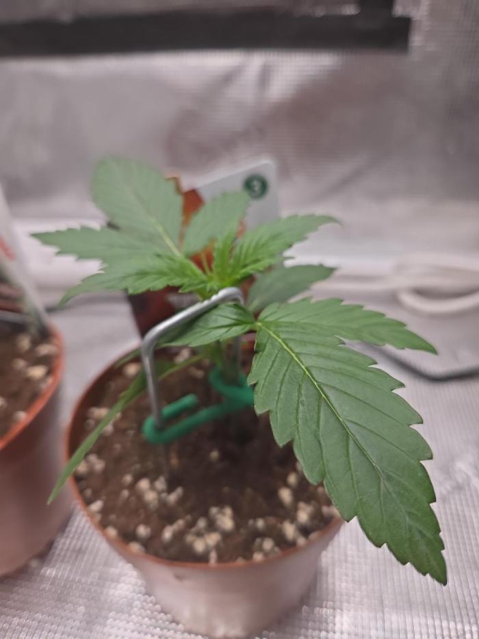 Total organic. Week 2 - Moving onto week two we have potted up and alls looking good 